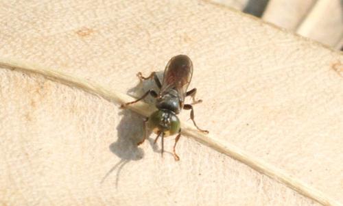 Tachysphex sp.